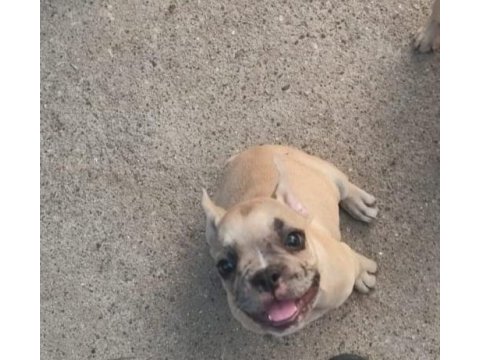 French bulldog 3 aylık