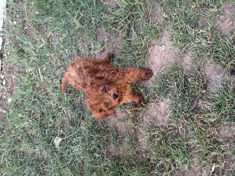 Oyuncak boy kore toy poodle bebekler