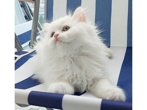 British longhair kar beyaz prenses