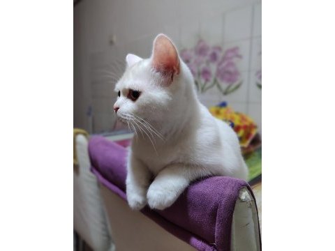10 aylık beyazım british shorthair