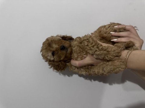 Yavru toy poodle