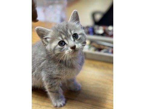 Uysal oyuncu british shorthair yavrumuz
