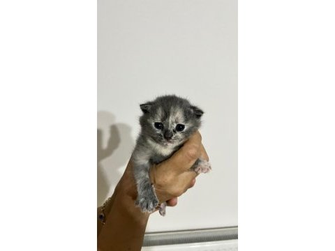 10 günlük yavrular scottish fold