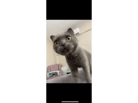 9 aylık evcil scottish fold kül rengi kedi