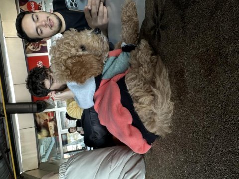 4 aylık toy poodle