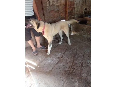 Sahibinden orijinal beş aylık erkek kangal köpeği