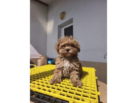 Toy poodle yavrular