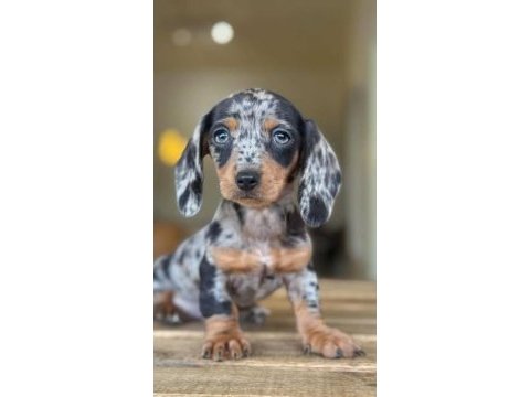 Mini dachshund blue merle aşılı bebeğimiz garantili