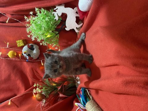 A kalite british shorthair yavrumuz