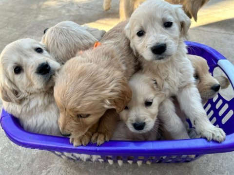 Golden retriever baby face yavrularımız