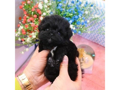 Korean export black maltipoo bebekler