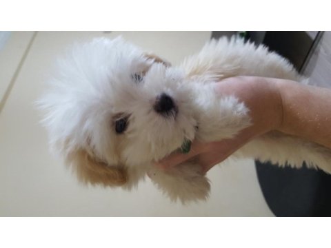 A kalite maltipoo yavrular