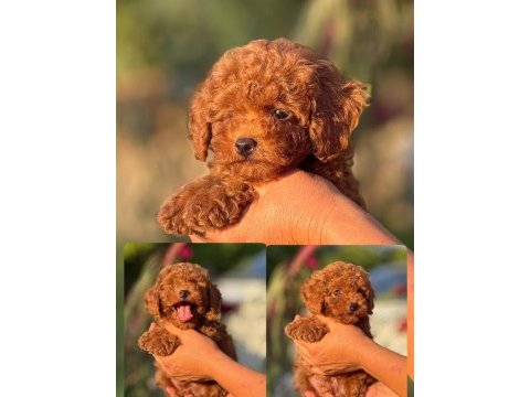 Aşılı çiş eğitimli kore poodle bebekler