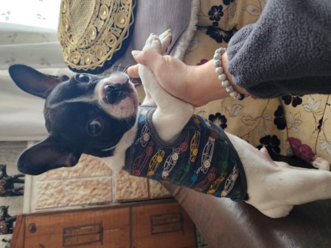 Oyuncu sevgi dolu safkan erkek french bulldog