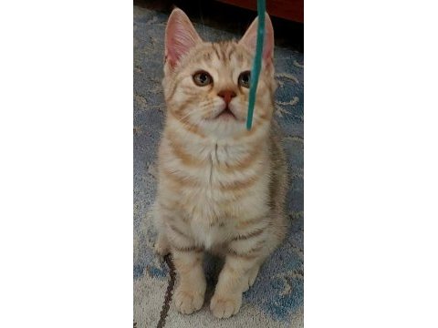 3 aylık savannah yavrusu