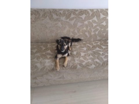Çok sevecen ve sağlıklı pinscher