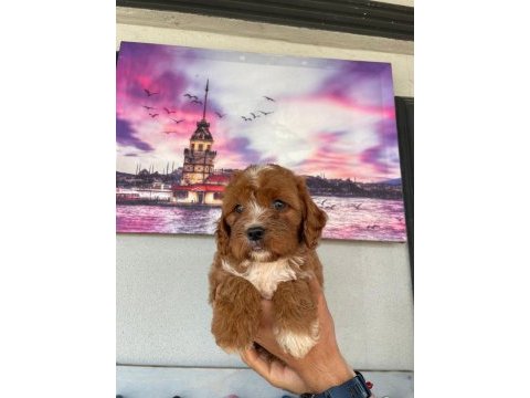 Hem şeker hemde kıvır kıvır maltipoo