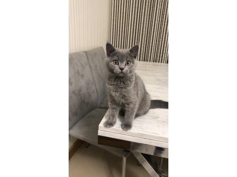 Alerji nedeni ile acil sahiplendirme british longhair