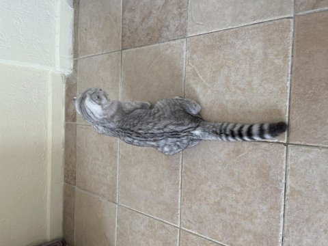 5 aylık dişi scottish fold