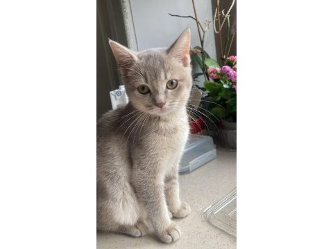 British shorthair yavrumuz yeni yuvasını bekliyor