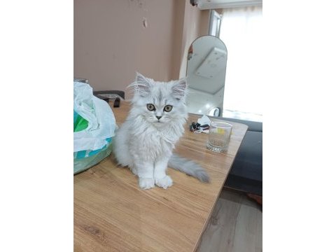 Dişi british longhair