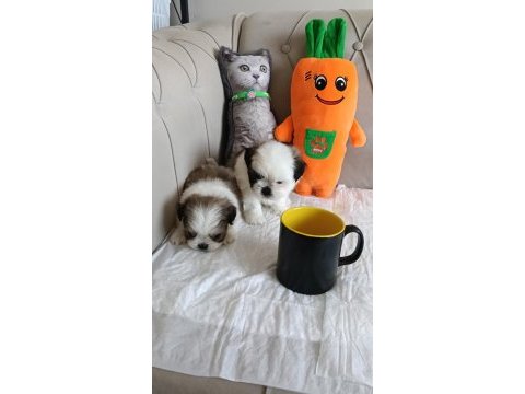 Shih tzu ev bebekleri