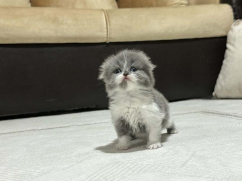 British longhair ve shorthair