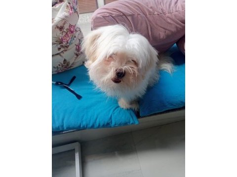 Maltese terrier bakımlı kimlikli aşıları tam