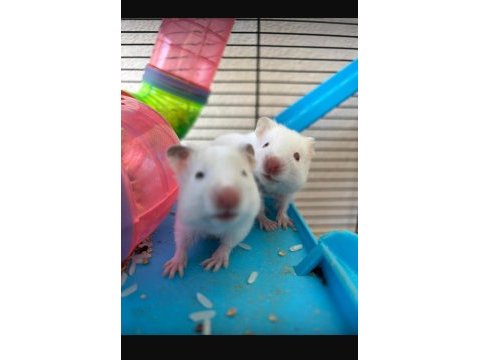 Bebek hamster