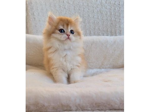 Blh 2 aylık erkek british longhair