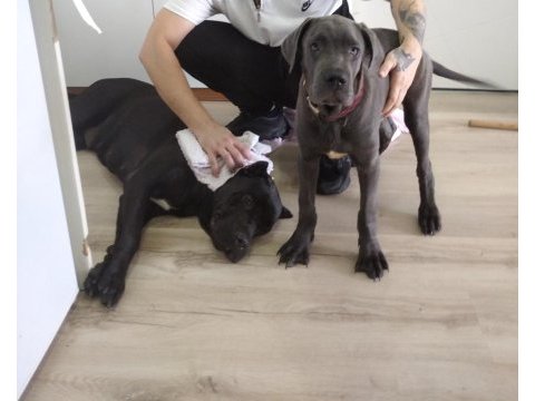 Safkan blue erkek cane corso