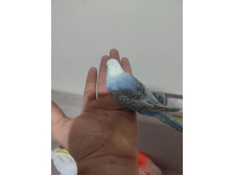 Yeni yeme düşen bebek muhabbet kuşu yavrular