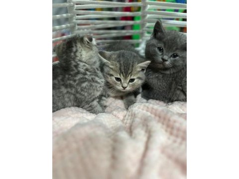 British shorthair ve scottish yavrularımız