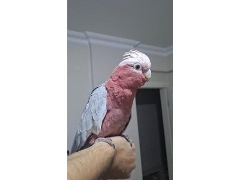 Gül kakadu 2 yaşında