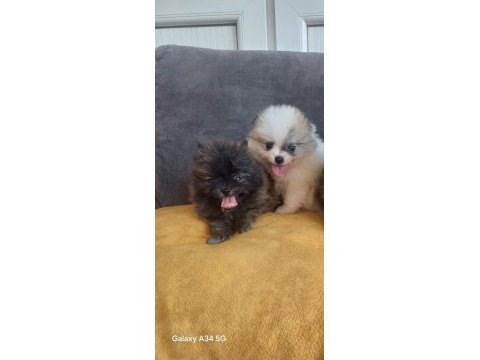 Pomeranian yavrular