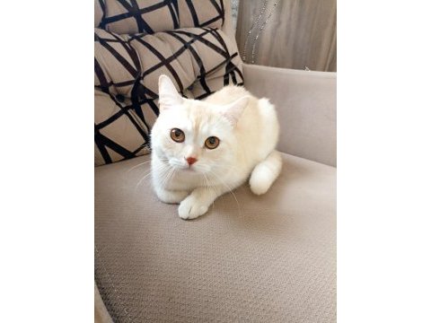 Patron terk edildi ona aile arıyorum tekir