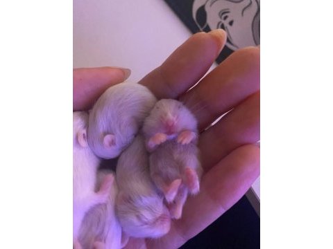 Yavru hamsterlar