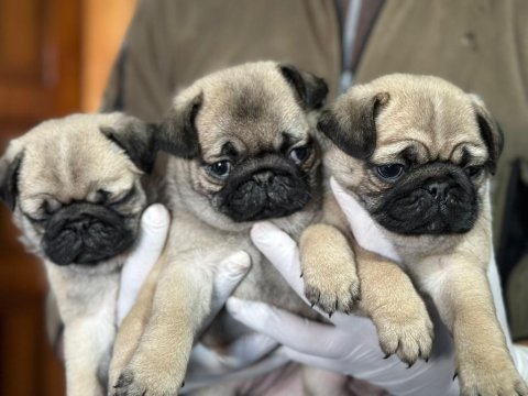 Üst düzey pug mops bebekler