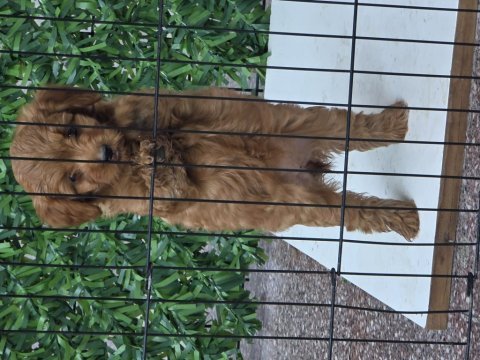 Wc eğitimli yavru toy poodle