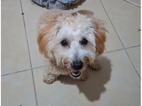 Köpeğimize eşleştirme için maltipoo dişi arıyoruz