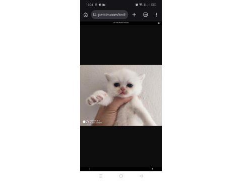 Saf kan full secereli british shorthair kediler