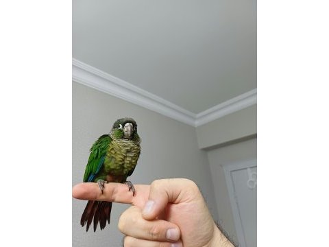 Greenchek konur bebek