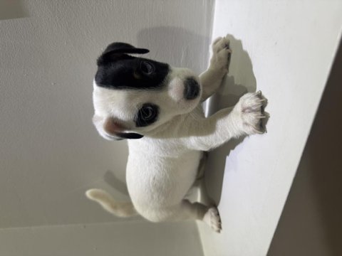 Dişi kısa bacak jack russell maskeli