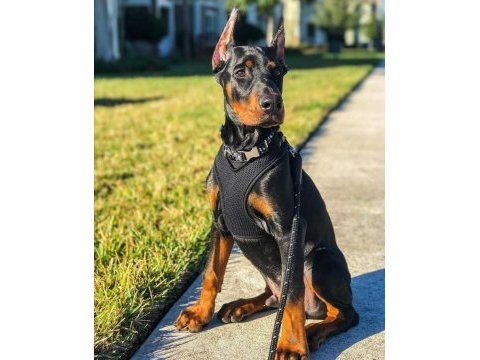 Doberman ölümün habercisi