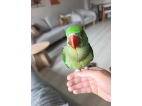 2,5 aylık bebek alexander papağanı ele alışkın