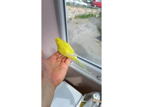 Yeni yeme düşmüş muhabbet kuşu yavrular