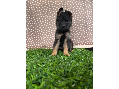 Burkemden a kalite alman çoban köpeği yavrumuz