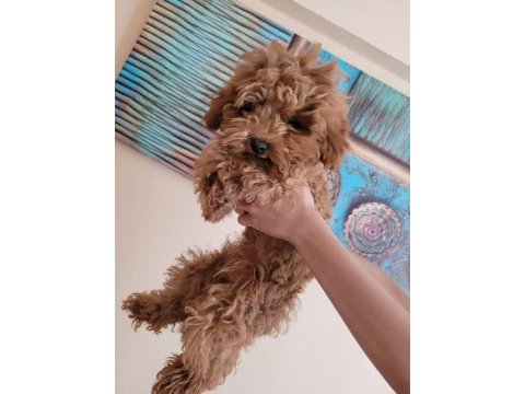 Sağlıklı poodle yavrular