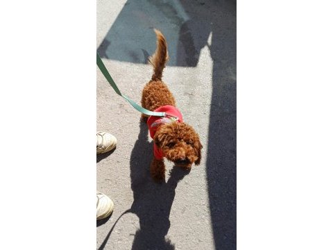 2.5 aylık toy poodle yavru