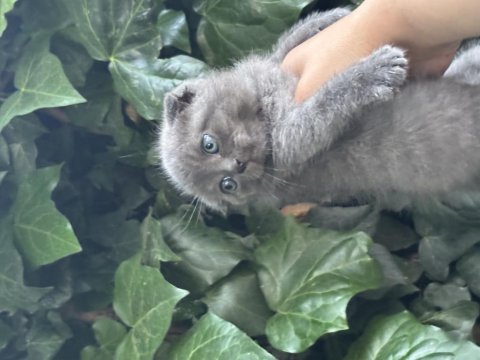 Scottish fold ayı surat